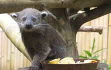 Vzácný přírůstek v Zoo Ostrava: Tuhle šelmu loví kvůli kůstce v penisu
