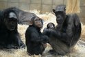 Dvouměsíční šimpanz v Zoo Plzeň je pýchou táty Siriho (37). Ten si nejen potomka i s mámou Maruškou (37) hlídá, ale upevňuje si stále více pozici hlavy tlupy.