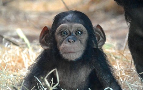 Šimpanzí mládě Caila jako tříměsíční.