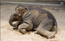 Smutek v Údolí slonů v Zoo Praha: Uhynula nejmladší Amalee