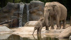 Jako každé jaro, i letos začínají české zoo hlásit nové přírustky.