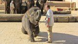 Ochránci zvířat šílí: V německé zoo bijí slůňata železnými háky
