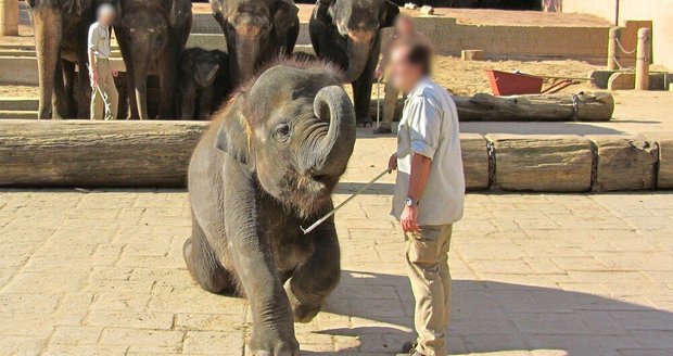 V německé zoo bijí slůňata železnými háky.