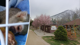 Opička v Zoo Na Hrádečku zemřela bolestivou smrtí: Lidé ji krmili čokoládou.