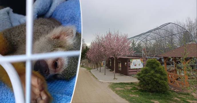 Opička v Zoo Na Hrádečku zemřela bolestivou smrtí: Lidé ji krmili čokoládou.