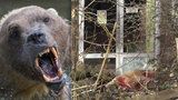 V německé zoo utekl vzácný medvěd: Oblíbeného Tapse museli zastřelit