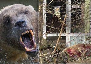 V německé zoo utekl vzácný medvěd: Oblíbeného Tapse museli zastřelit.