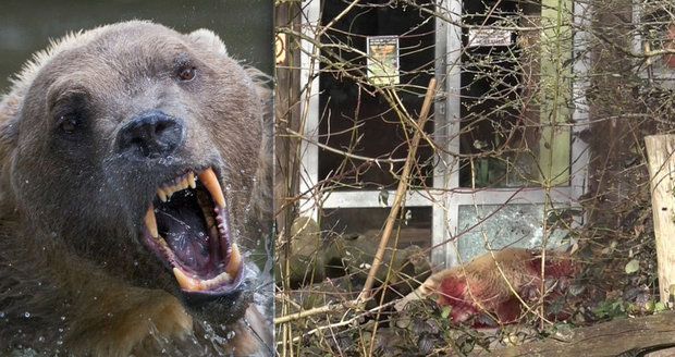 V německé zoo utekl vzácný medvěd: Oblíbeného Tapse museli zastřelit