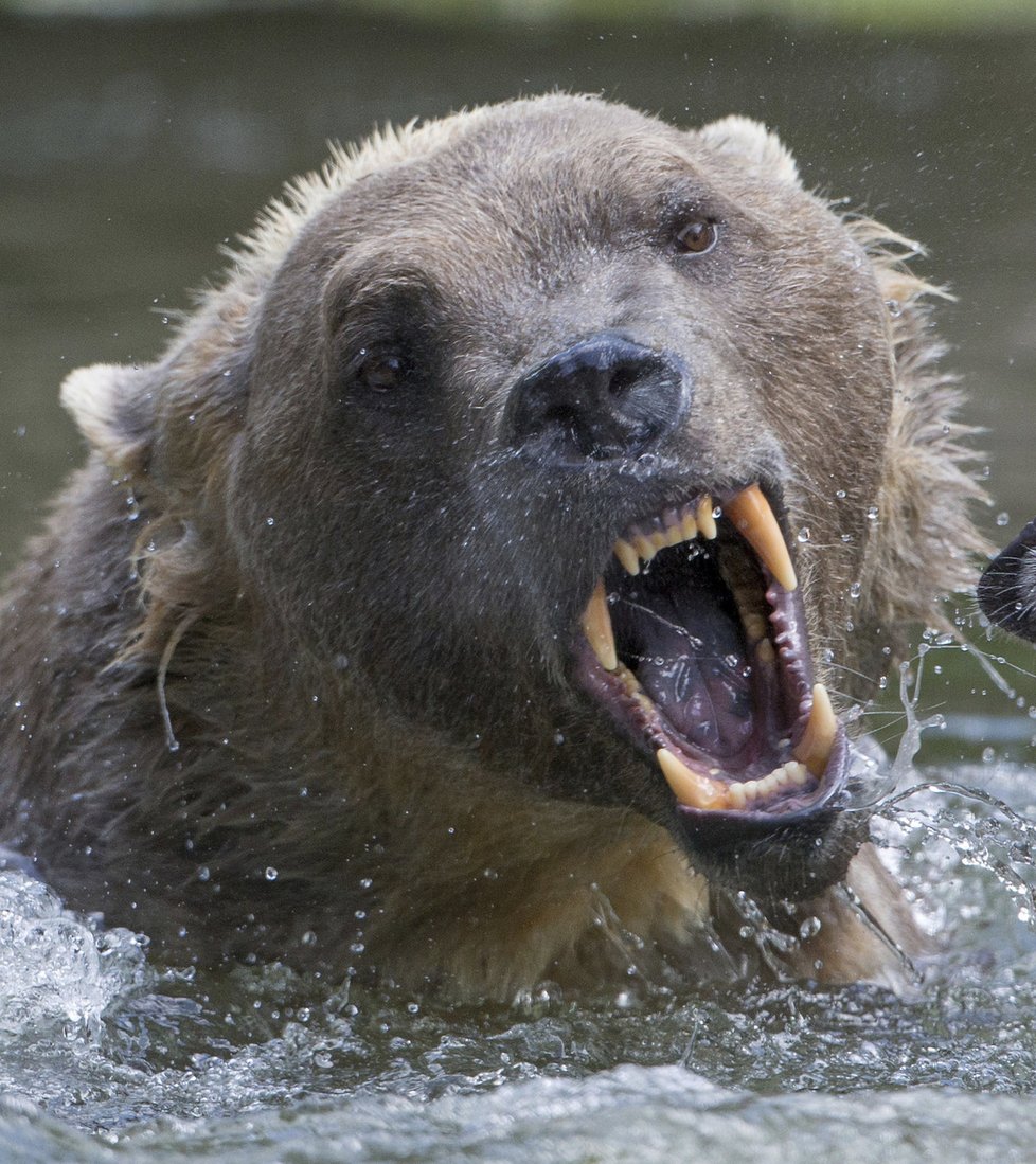 V německé zoo utekl vzácný medvěd: Oblíbeného Tapse museli zastřelit.