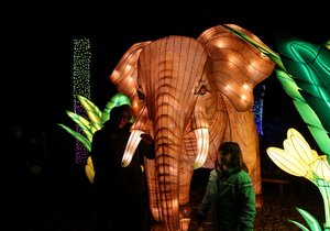 Světelná zoo - Divoká Asie