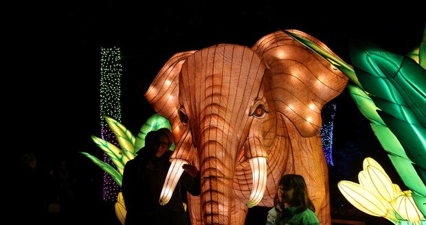 Světelná zoo - Divoká Asie