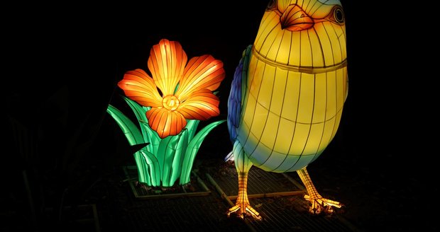 Světelná zoo - Divoká Asie Světelná zoo - Divoká Asie