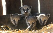 V táborské ZOO mají pěknou nadílku: Paterčata nosálů červených!