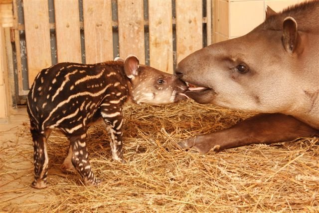 Matka se od malé tapíří holčičky nehne na krok.