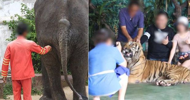 Slon psychopat, zmučený šimpanz, beton a řetězy! Zoo hrůzy šokovalo nejen turisty: Video dohání odborníky k slzám