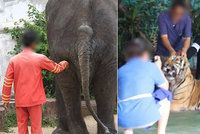 Slon psychopat, zmučený šimpanz, beton a řetězy! Zoo hrůzy šokovalo nejen turisty: Video dohání odborníky k slzám
