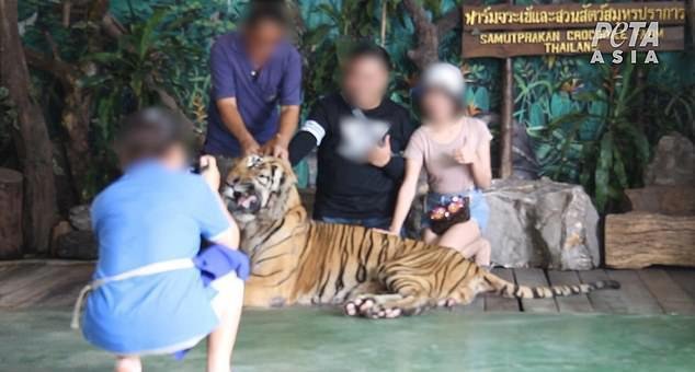 Chudák tygr se musí fotit s turisty.
