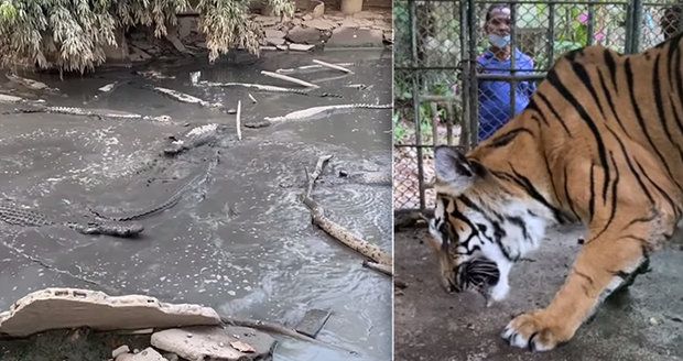 Majitel zoo kvůli koronavirové krizi zkrachoval: Zvířata nechal v klecích napospas!