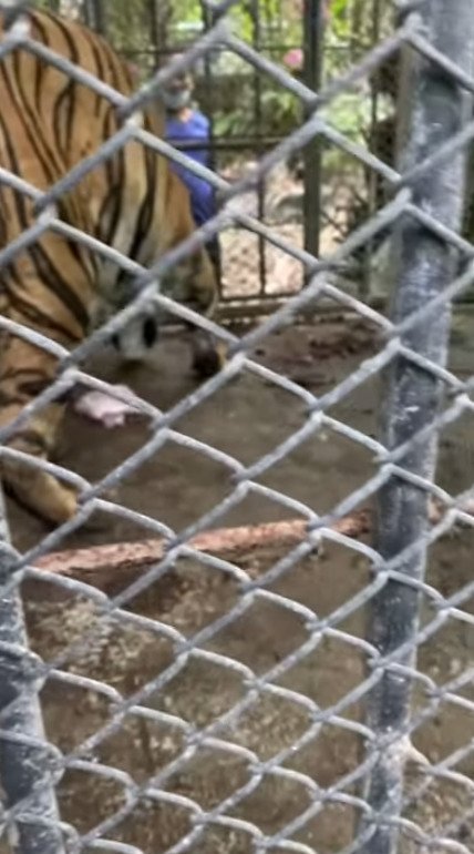 Pohled k pláči. Opuštěná zoo v Thajsku plná zubožených zvířat.