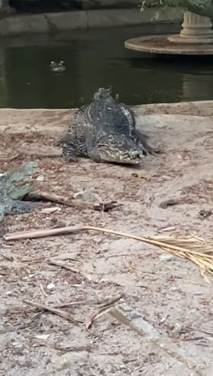 Pohled k pláči. Opuštěná zoo v Thajsku plná zubožených zvířat.