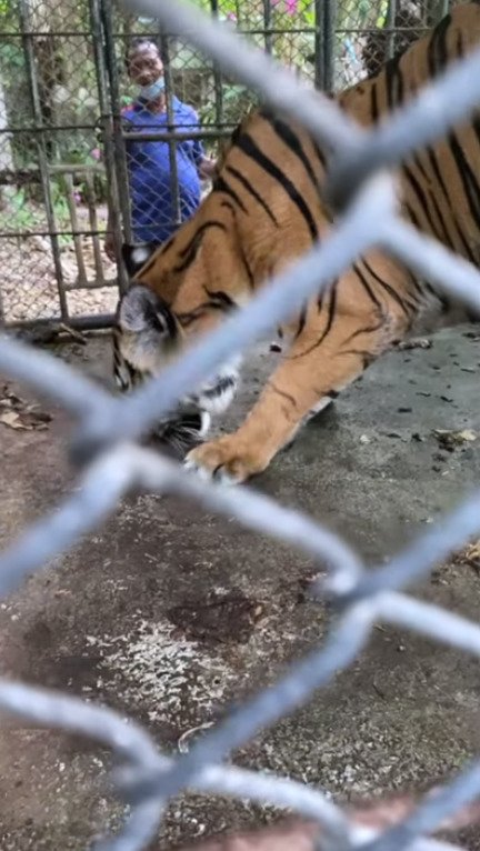 Pohled k pláči. Opuštěná zoo v Thajsku plná zubožených zvířat.