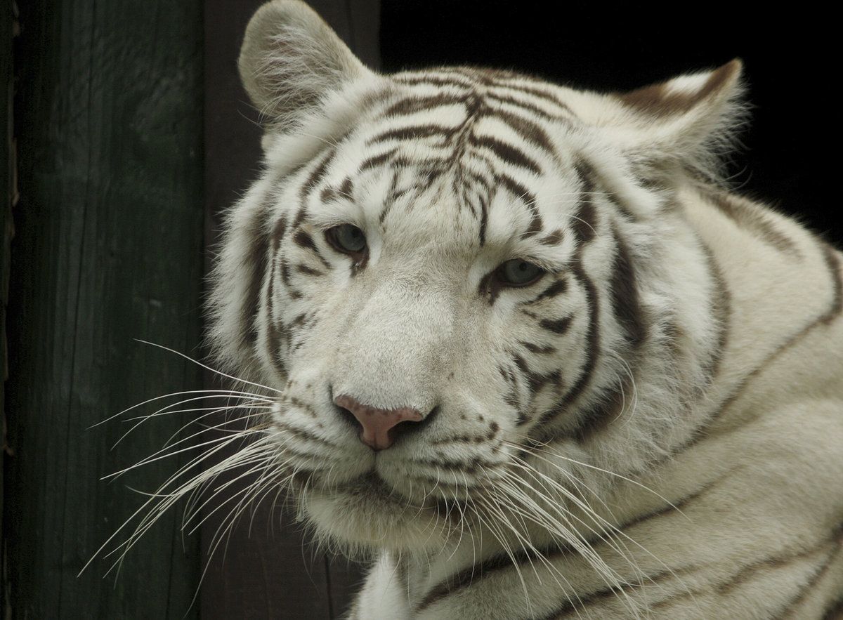 Liberec- Bílí tygři
