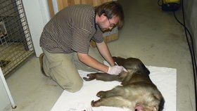 Na pravidelný odběr krve musí i opice – na snímku makak vepří