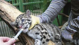I mláďata v zoo se musí pravidelně odčervovat. Na snímku tříměsíční kotě velmi vzácného levharta obláčkového nedobrovolně saje z umělohmotné stříkačky odčervovací pastu.