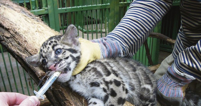 I mláďata v zoo se musí pravidelně odčervovat. Na snímku tříměsíční kotě velmi vzácného levharta obláčkového nedobrovolně saje z umělohmotné stříkačky odčervovací pastu.