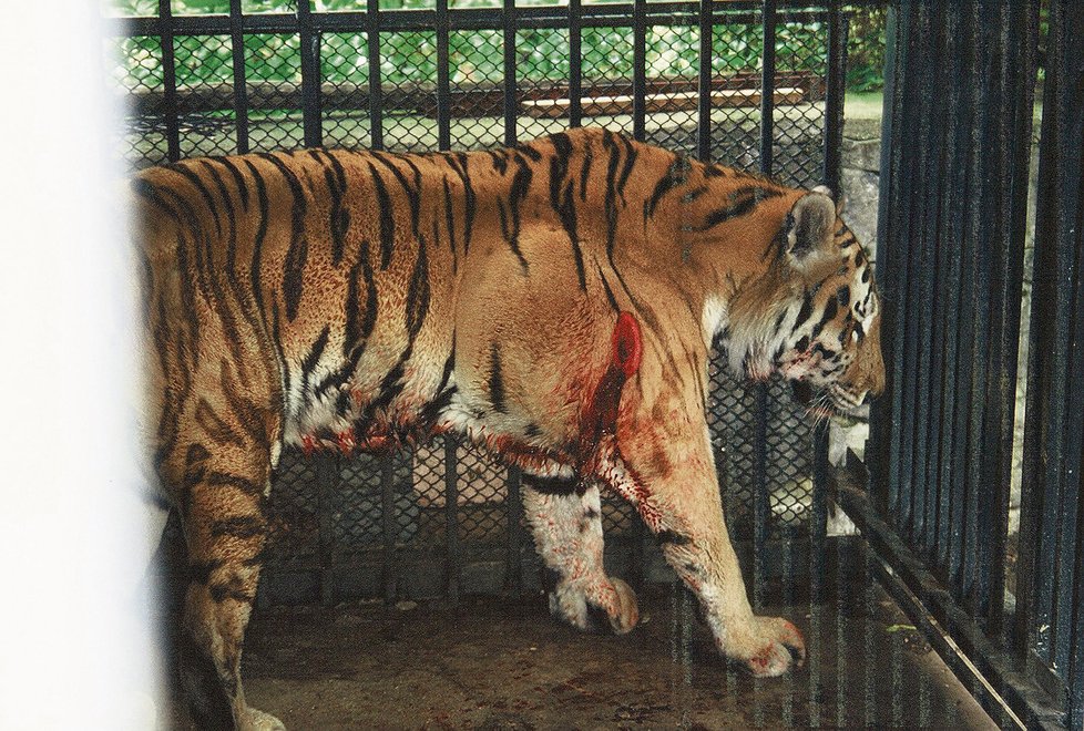 Ussurijský tygr Assuri kdovíkde přišel k otoku, ze kterého se vyklubal obří nádor. Vážil skoro pět kilogramů a jeho odoperování prodloužilo tygrovi život o dva roky.