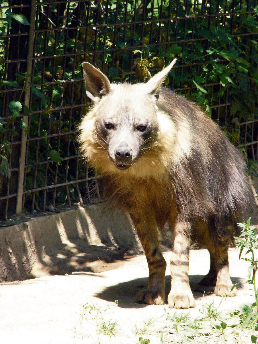Vzácná hyena čabraková si ve výběhu zlomila nohu. Dnes je už zase v perfektním zdravotním stavu, díky veterinářům