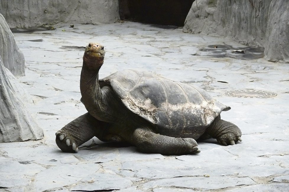 Samci želvy sloní Tany (70 kg) veterináři odstranili bradavičnatý výrůstek, který mu blokoval funkci levé přední nohy
