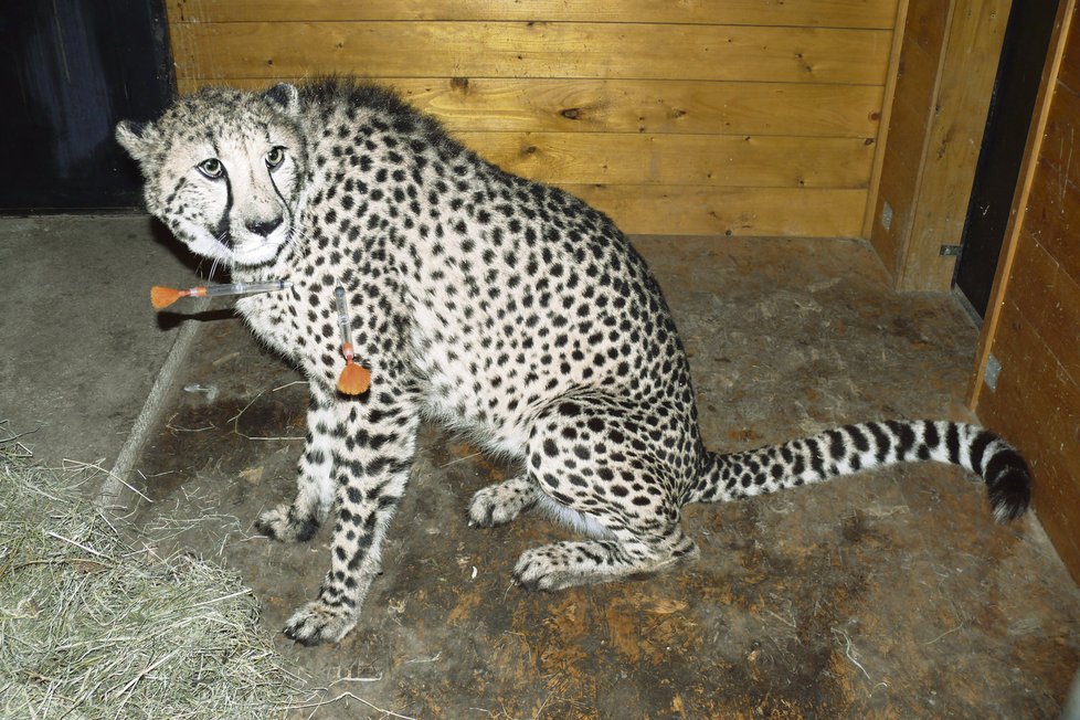 Geparda uspaly až dvě šipky, vstřelené do jeho levé přední nohy. Usnul po deseti minutách a veterinář mu mohl odebrat krev.