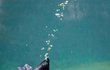 Spokojený tučňák ve vodě ladně plachtí. 
