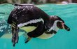 Nohy tučňáci používají jako kormidlo.