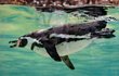 Tučňáci si ve Zlíně v jednom ze dvou bazénů s požitkem užívají slanou vodu.