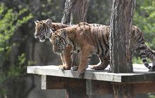 Tygříci z pražké zoo začínají poznávat svět: Dorozumívají se flíčky na uších! 