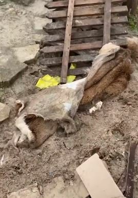 Otřesné záběry ze zoologické zahrady ve městě Jampil, kam vtrhli rusové a sežrali několik zvířat.