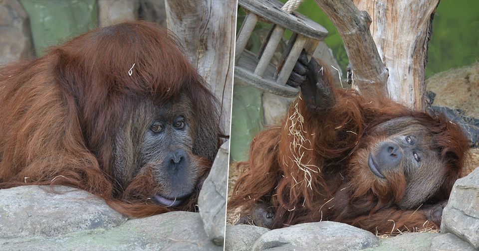 Orangutan Ferda oslavil narozeniny