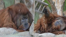 Orangutan Ferda oslavil narozeniny.