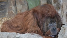 Orangutan Ferda oslavil narozeniny.