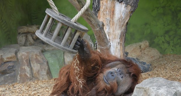 Orangutan Ferda oslavil narozeniny