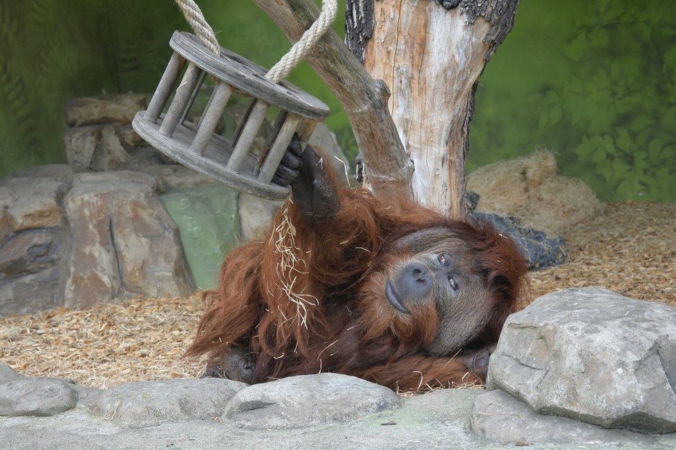 Orangutan Ferda oslavil narozeniny