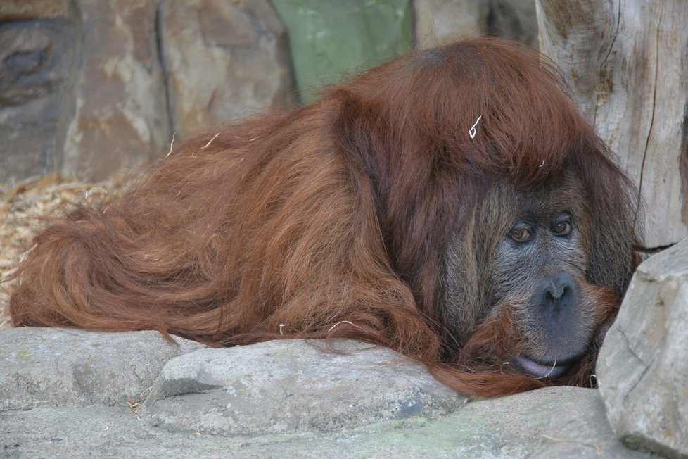 Orangutan Ferda oslavil narozeniny