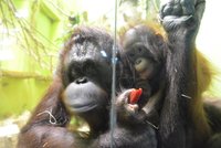 Radost v zoo! První narozeniny orangutaní slečny: U mámy v náručí