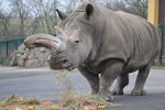 Zamba patří k nejstarším obyvatelům ústecké zoo