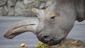 Pytláci z Čech vraždili nosorožce - ilustrační foto