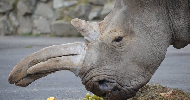 Pytláci z Čech vraždili nosorožce - ilustrační foto