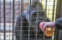 Gorilí samec Tony z kyjevské zoo vyžaduje zvýšenou pozornost ošetřovatelů