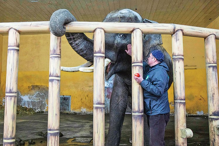 Ředitel kyjevské zoo uklidňuje slona Horace